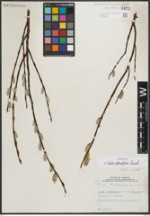 Foto von Salix planifolia Pursh